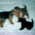 Puppy in winter